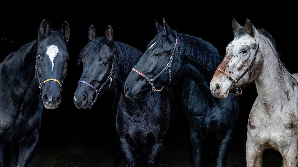 unsere drei wunderschönen schwarzen Pferde und der Appaloosa, mindestens ebenso schön